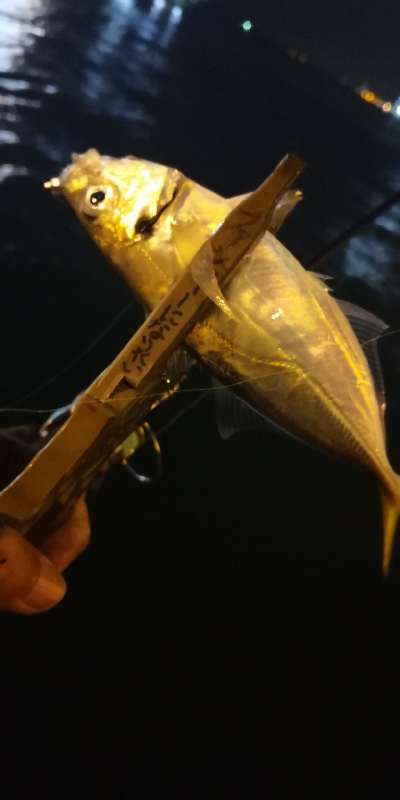 アジング練習 82