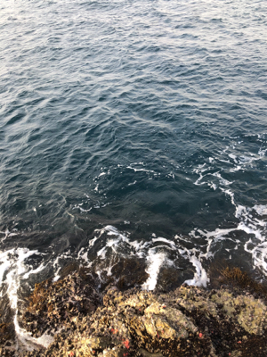 寒グレ狙いで磯フカセ釣り