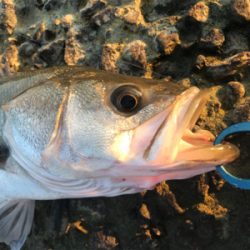 ズル引きでシーバス