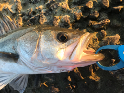 ズル引きでシーバス