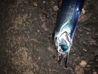 何とか、居てました。