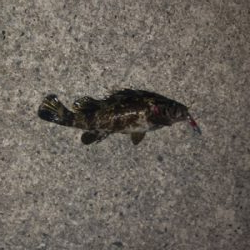 スーパーライトショアジギング…異常なし。