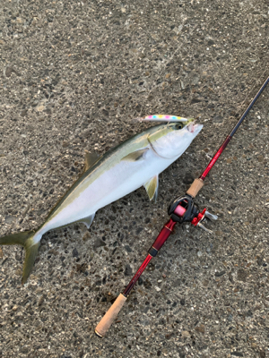 ワールドシャウラーの鱗付には充分すぎる釣行…