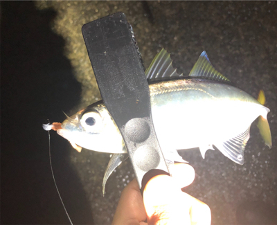 アジングで良型