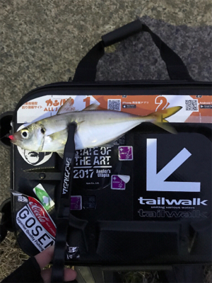 アジを求めて⑭