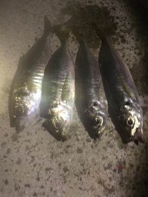 ウルトラライトショアジギング