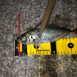 まさかの初ムツ