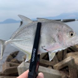 デイフィッシング