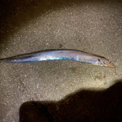 ドラゴンタチウオ！！