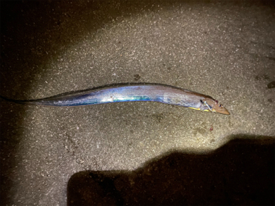 ドラゴンタチウオ！！