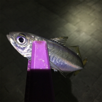 アジング ショートバイトが。