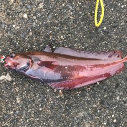 シーズン本格化!