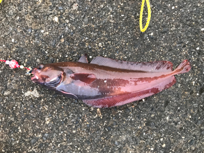 シーズン本格化!