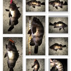 メバル開幕！タチウオ閉幕！