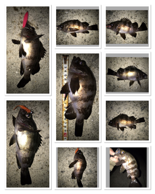 メバル開幕！タチウオ閉幕！