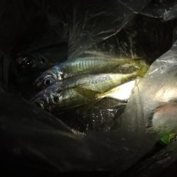 いいサイズのアジ