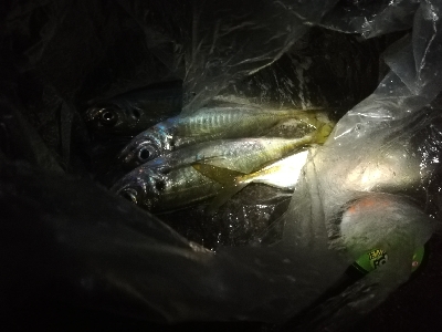 いいサイズのアジ