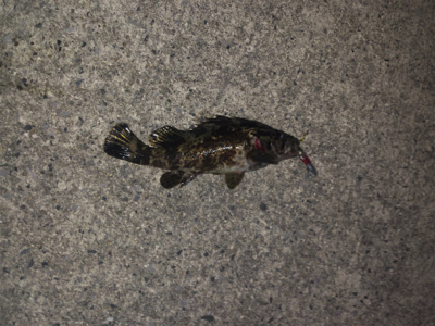 スーパーライトショアジギング