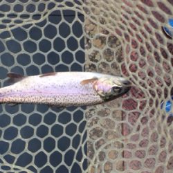 爆釣⁈ 千早川マス釣り場