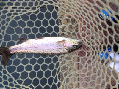 爆釣⁈ 千早川マス釣り場