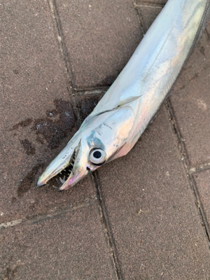 渋々だけと、、、