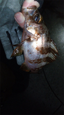 アジングで色々