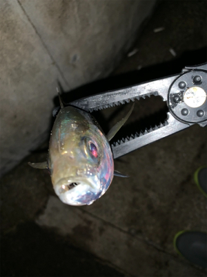 半月アジング〜