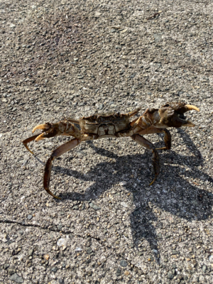 思ってたんとちゃう…