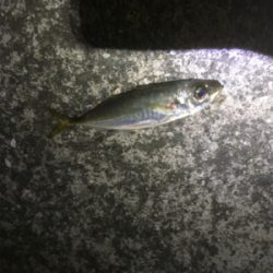 中アジを求めて