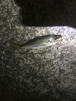 中アジを求めて