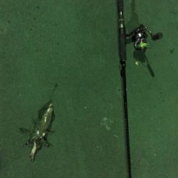 初のヒイカ釣り