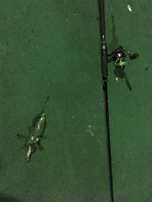 初のヒイカ釣り