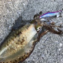 日中でいいサイズ出ました(^^)