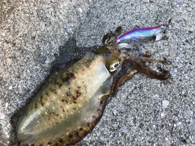 日中でいいサイズ出ました(^^)