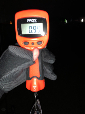 凪の間のドラゴンハント