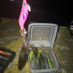 やっぱり渋いヒイカ釣り(＞＜)