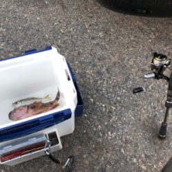 激シブアジング