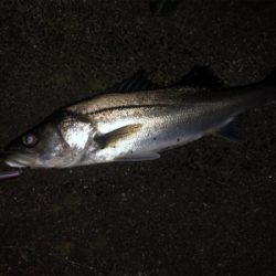 2019/12/23 横浜シーバス