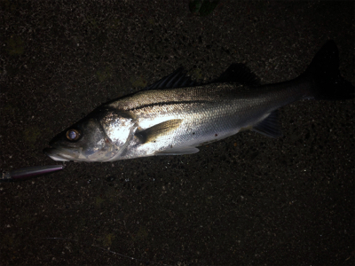 2019/12/23 横浜シーバス