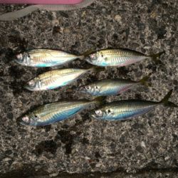 松部港で久々にゲット!