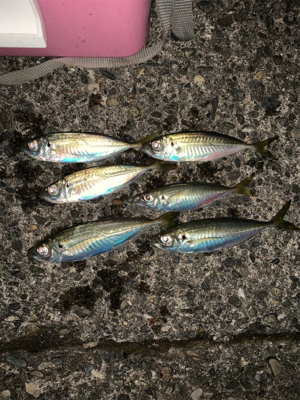 松部港で久々にゲット!