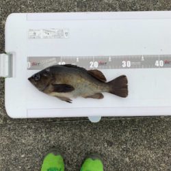 初めての尺メバル