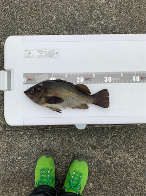 初めての尺メバル