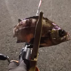 アジング練習 83