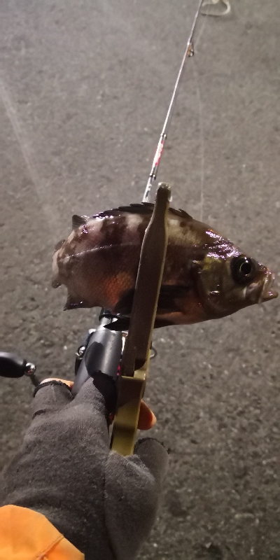 アジング練習 83