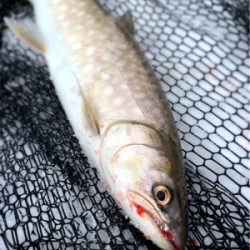 今季初の海アメマス