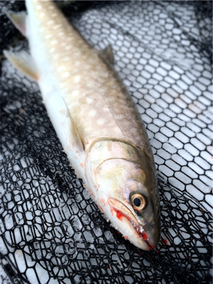 今季初の海アメマス