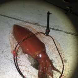 堤防から90cmの紅イカ！