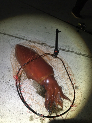 堤防から90cmの紅イカ！