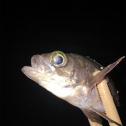 垂水漁港でアジング